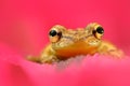 Pink flower with frog. Tropic frog Stauffers Treefrog, Scinax staufferi, sitting on the pink leaves. Frog in the nature tropic for