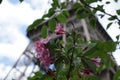 A pink flower in front of the Eiffel Tower Royalty Free Stock Photo