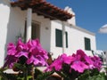 Pink flower in front of house