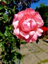 Pink flower in front of a house