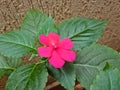 Pink flower of garden balsamine Impatiens parviflora.