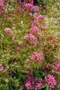 Pink flowers of Red Valerian, Jupiters Beard, Centranthus ruber var. coccineus Royalty Free Stock Photo
