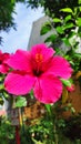 Pink flower in the garden called kembang sepatu hibiscus Royalty Free Stock Photo