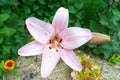 Pink flower in a garden