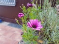 Pink flower in Garden in Heusenstamm city in Germany