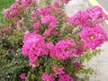 Pink flower garden outdoor pics