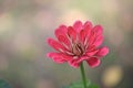 Pink flower on the abstrakt background Royalty Free Stock Photo