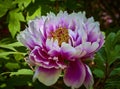 Pink flower. Garden peony. Japanese peony. flowers from Brooklyn botanic garden New York City USA.