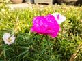 Pink gardenrose Royalty Free Stock Photo