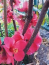 Pink flower in the garden spring time Royalty Free Stock Photo