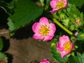 Pink flower on garden strawberry close-up, selective focus, shallow DOF Royalty Free Stock Photo