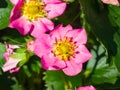 Pink flower on garden strawberry close-up, selective focus, shallow DOF Royalty Free Stock Photo