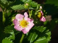 Pink flower on garden strawberry close-up, selective focus, shallow DOF Royalty Free Stock Photo
