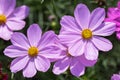 Pink flower in garden at sunny summer or spring day. Cosmos or Mexican Aster flower