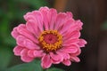 Pink flower in the garden. Zinnia elegans, youth-and-age, common zinnia