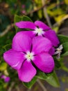 Pink flower, gardening, beautiful pink