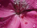 Pink flower of Geranium, Pelargonium, Geraniaceae,close up