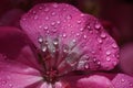 Pink flower of Geranium, Pelargonium, Geraniaceae,close up