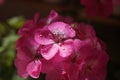 Pink flower of Geranium, Pelargonium, Geraniaceae,close up