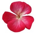 Pink flower geranium. white isolated background with clipping path. Closeup no shadows. Royalty Free Stock Photo