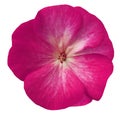 Pink flower geranium. white isolated background with clipping path. Closeup no shadows. Royalty Free Stock Photo