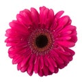 Pink flower Royalty Free Stock Photo