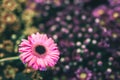 Pink flower gerbera large size