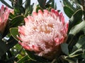 Pink flower of the giant king protea Royalty Free Stock Photo