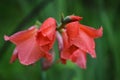 Pink flower of Gladiolus or Spike lat. Gladiolus on a green background. Raindrops on flower buds. After the rain.