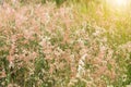 Pink flower grass in the nature Royalty Free Stock Photo