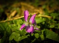 Pink flower in grass on a sunny day