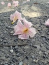 Pink flower on Gravel Ground floor in the courtyard.