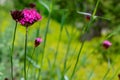 Pink flower in a great shot with depth of field