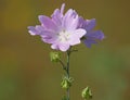 Pink flower of Greater musk-mallow or vervain mallow. Malva alcea Royalty Free Stock Photo