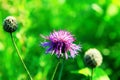 Pink flower on green background