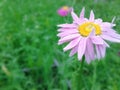 Pink flower on green background