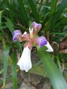 Pink flower green beautiful nature Delicate Garden Outdoor Gardening Simple beautiful Orchid White and purple