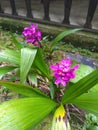 Pink flower green beautiful nature Delicate Garden Outdoor Gardening Simple beautiful