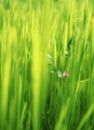 Pink flower in green grass Royalty Free Stock Photo