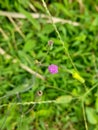 Pink flower on green grass blur background Royalty Free Stock Photo