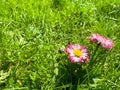 Pink flower in green grass. Close-up. Green background. Rose petals of a small garden flower. Macro photo. The texture of the Royalty Free Stock Photo