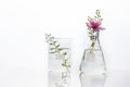 Pink flower and green herb plant in glass flask and beaker medical health science white laboratory background Royalty Free Stock Photo