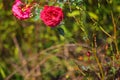 Pink flower in blur background