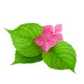 Pink flower with green leaf of hydrangea flowers Royalty Free Stock Photo