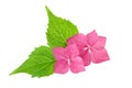 Pink flower with green leaf of hydrangea flowers Royalty Free Stock Photo