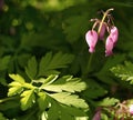 pink flower green leaf sunlight outdoor summer