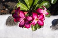 Pink flower with green leaves. Blooming tropical garden detail. Royalty Free Stock Photo