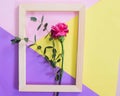 Pink flower and green leaves inside a picture frame Royalty Free Stock Photo