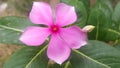 Pink flower with green leaves plant