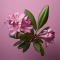 Hyper-realistic Rhododendron On Pink Background